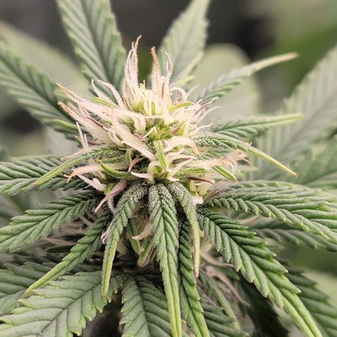 Unknown Photoperiod (First grow) growlog timeline photo