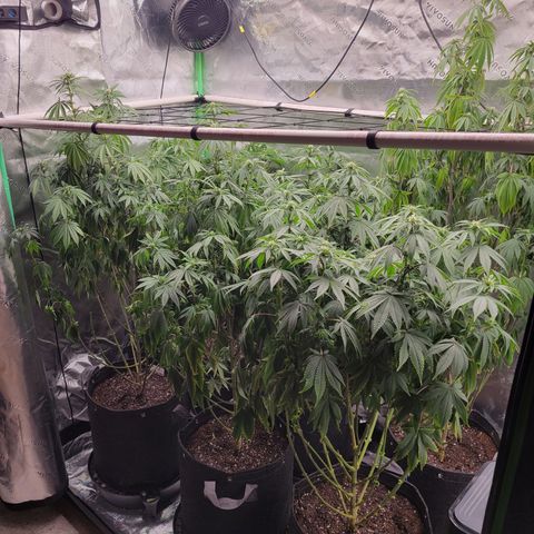 Unknown Photoperiod (First grow) growlog timeline photo