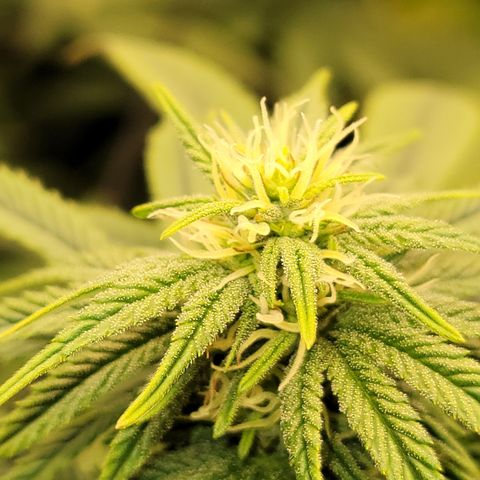 Unknown Photoperiod (First grow) growlog timeline photo