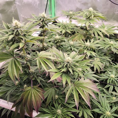 Unknown Photoperiod (First grow) growlog timeline photo