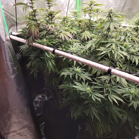 Unknown Photoperiod (First grow) growlog timeline photo