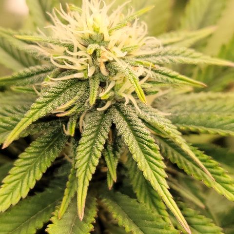 Unknown Photoperiod (First grow) growlog timeline photo