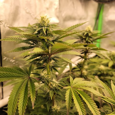 Unknown Photoperiod (First grow) growlog timeline photo