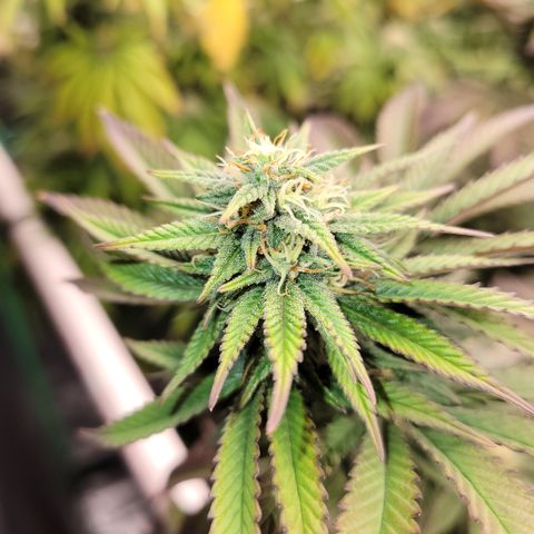 Unknown Photoperiod (First grow) growlog timeline photo