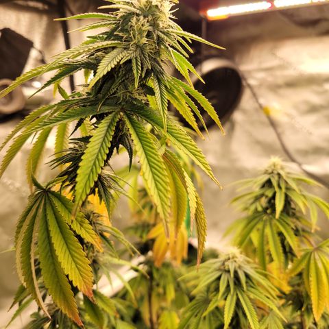 Unknown Photoperiod (First grow) growlog timeline photo