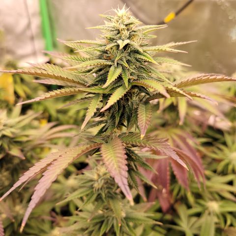 Unknown Photoperiod (First grow) growlog timeline photo