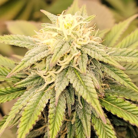 Unknown Photoperiod (First grow) growlog timeline photo