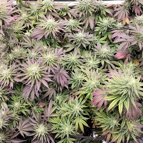 Unknown Photoperiod (First grow) growlog timeline photo