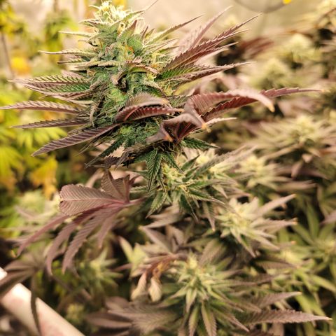 Unknown Photoperiod (First grow) growlog timeline photo