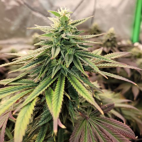 Unknown Photoperiod (First grow) growlog timeline photo