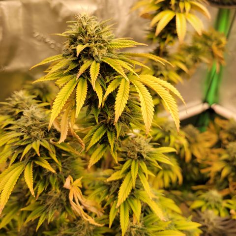 Unknown Photoperiod (First grow) growlog timeline photo