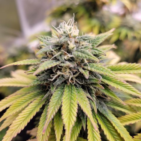 Unknown Photoperiod (First grow) growlog timeline photo