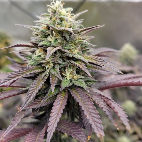 Unknown Photoperiod (First grow) growlog timeline photo