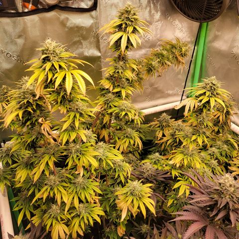 Unknown Photoperiod (First grow) growlog timeline photo