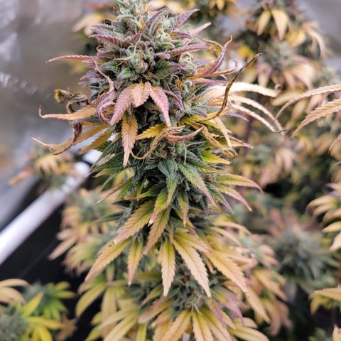 Unknown Photoperiod (First grow) growlog timeline photo
