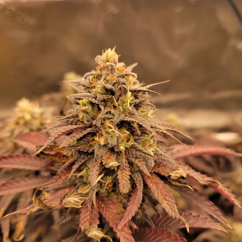 Unknown Photoperiod (First grow) growlog timeline photo