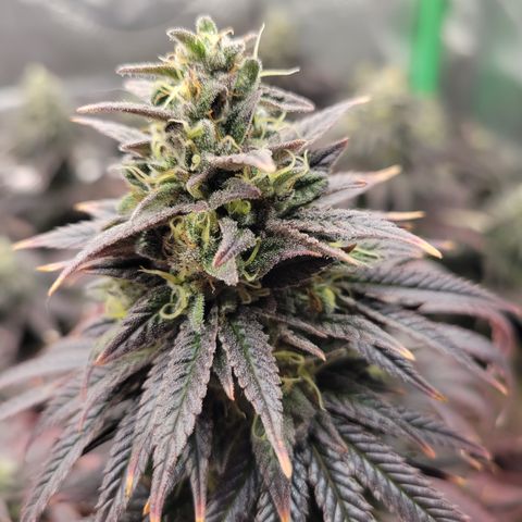 Unknown Photoperiod (First grow) growlog timeline photo