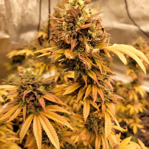 Unknown Photoperiod (First grow) growlog timeline photo