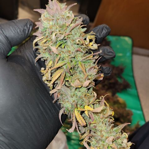 Unknown Photoperiod (First grow) growlog timeline photo