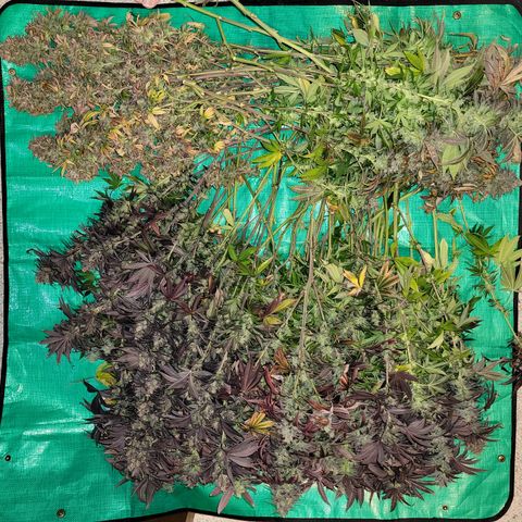 Unknown Photoperiod (First grow) growlog timeline photo