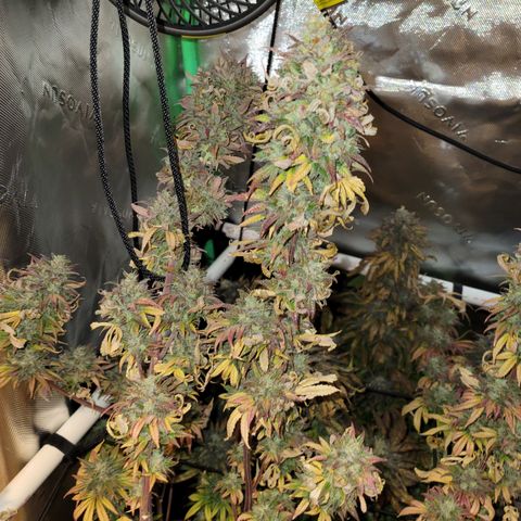 Unknown Photoperiod (First grow) growlog timeline photo