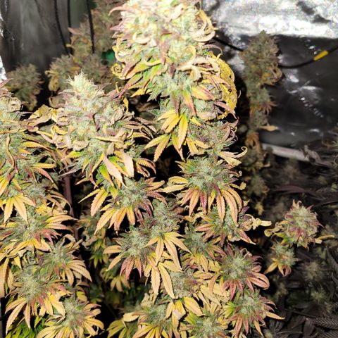 Unknown Photoperiod (First grow) growlog timeline photo