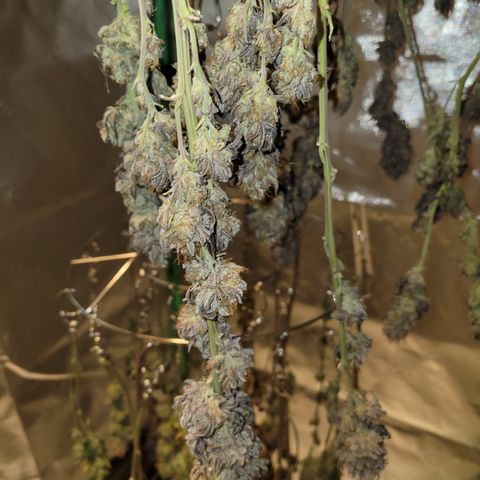 Unknown Photoperiod (First grow) growlog timeline photo