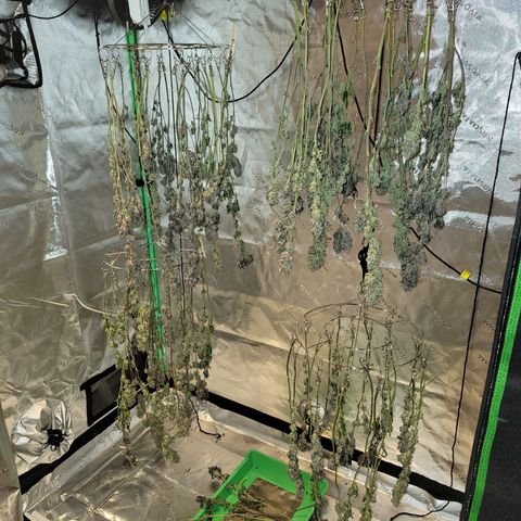 Unknown Photoperiod (First grow) growlog timeline photo