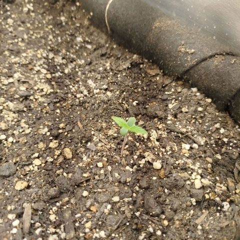 Gorilla Cookies growlog timeline photo