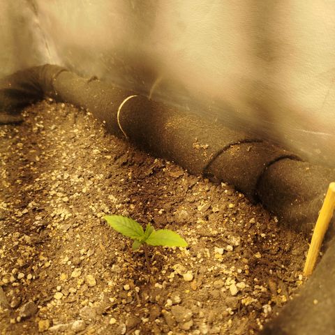 Gorilla Cookies growlog timeline photo