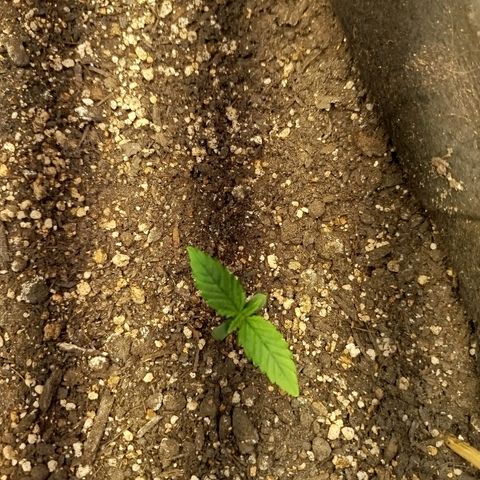 Gorilla Cookies growlog timeline photo