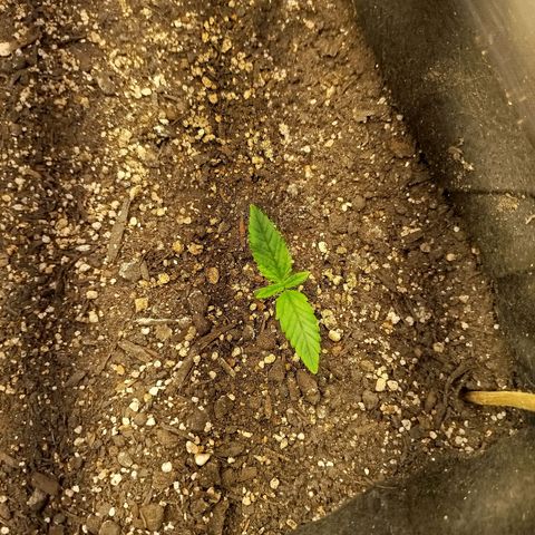 Gorilla Cookies growlog timeline photo