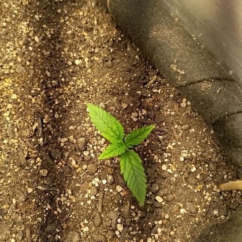 Gorilla Cookies growlog timeline photo