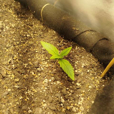 Gorilla Cookies growlog timeline photo