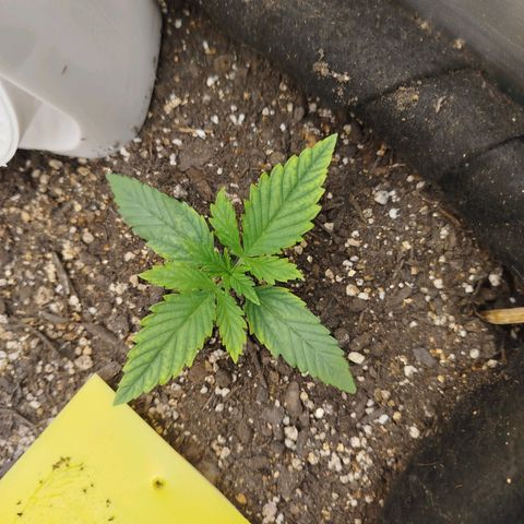 Gorilla Cookies growlog timeline photo