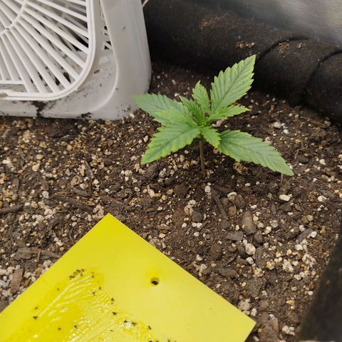 Gorilla Cookies growlog timeline photo