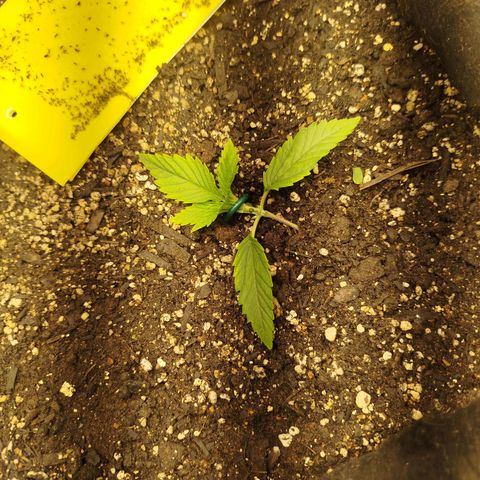 Gorilla Cookies growlog timeline photo