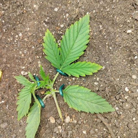 Gorilla Cookies growlog timeline photo
