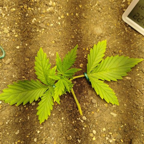 Gorilla Cookies growlog timeline photo