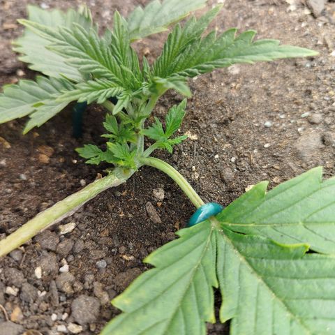 Gorilla Cookies growlog timeline photo