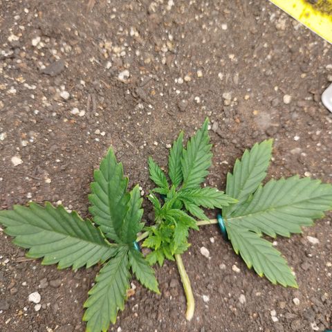 Gorilla Cookies growlog timeline photo