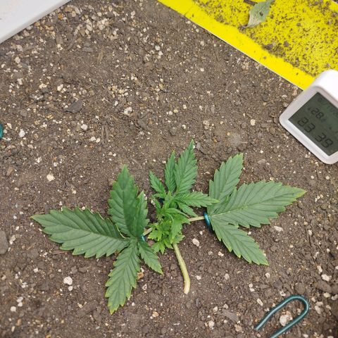 Gorilla Cookies growlog timeline photo