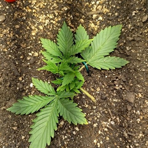 Gorilla Cookies growlog timeline photo