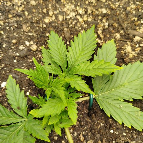 Gorilla Cookies growlog timeline photo