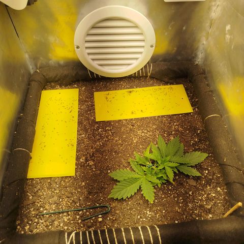 Gorilla Cookies growlog timeline photo