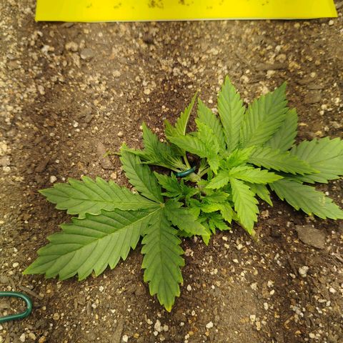 Gorilla Cookies growlog timeline photo