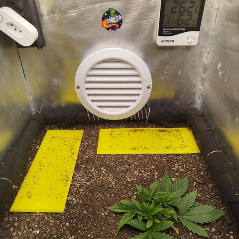 Gorilla Cookies growlog timeline photo