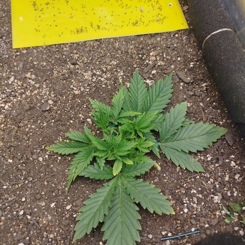 Gorilla Cookies growlog timeline photo