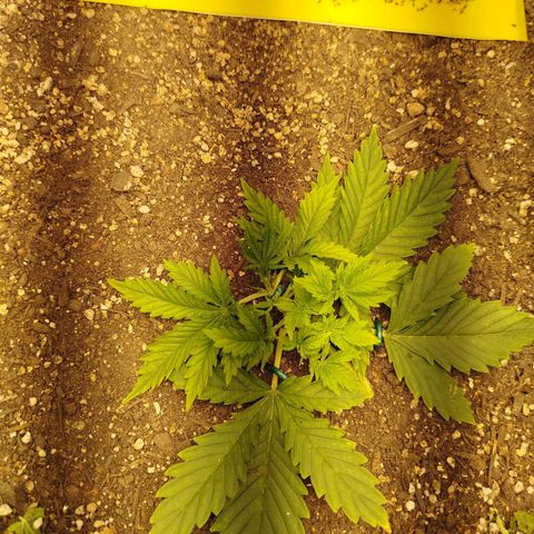 Gorilla Cookies growlog timeline photo
