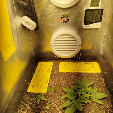 Gorilla Cookies growlog timeline photo